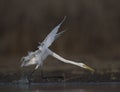 The Great White Egret