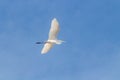 Great white egret (Ardea alba) in flight,white heron Royalty Free Stock Photo