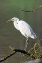 Great White Egret (Ardea Alba) in front of a lake Royalty Free Stock Photo