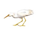 Great White Egret, Ardea alba