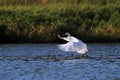 Great white egret (Ardea alba) morning dance birds Royalty Free Stock Photo
