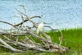 Great White Egret Padnaram Green Salt Water Marsh Dartmouth Mass Royalty Free Stock Photo