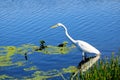 Great White Egret Bird