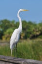 Great white egret bird Royalty Free Stock Photo