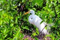 Great white egret bird in breeding plumage Royalty Free Stock Photo