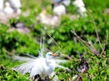 Great white egret bird in breeding plumage Royalty Free Stock Photo