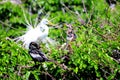 Great white egret bird in breeding plumage in Florida Royalty Free Stock Photo