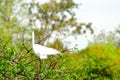 Great white egret bird in breeding plumage in nest Royalty Free Stock Photo