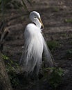 Great White Egret bird Stock Photo.  Image. Portrait. Picture. White feathers plumage. Fluffy plumage. Beautiful bird Royalty Free Stock Photo