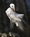 Great White Egret bird Stock Photo.  Image. Portrait. Picture. Close-up profile view with fluffy plumage. Black contrast Royalty Free Stock Photo