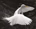 Great White Egret bird stock photo.  Image. Portrait. Picture. Close-up profile view water background. Spread wings. Flying over Royalty Free Stock Photo