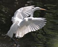 Great White Egret bird stock photo.  Image. Portrait. Picture. Close-up profile view water background. Spread wings. Flying over Royalty Free Stock Photo