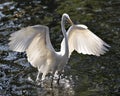 Great White Egret bird stock photo.  Great White Egret bird close-up profile view background foliage. Spread wings. Great White Royalty Free Stock Photo