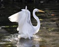 Great White Egret bird stock photo.  Great White Egret bird close-up profile view background foliage. Spread wings. Great White Royalty Free Stock Photo