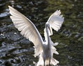 Great White Egret bird stock photo.  Great White Egret bird close-up profile view background foliage. Spread wings. Great White Royalty Free Stock Photo