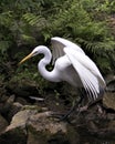 Great White Egret bird stock photo.  Image. Portrait. Picture. Close-up profile view background foliage. Spread wings. Standing on Royalty Free Stock Photo