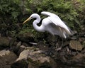 Great White Egret bird stock photo.  Image. Portrait. Picture. Close-up profile view background foliage. Spread wings. Standing on Royalty Free Stock Photo