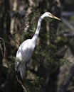 Great White Egret Photo. Picture. Image. Portrait. Close-up profile view. Bokeh background. Perched on a branch Royalty Free Stock Photo