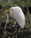 Great White Egret Photo. Picture. Image. Portrait. Close-up profile view. Perched on a branch. Bokeh background Royalty Free Stock Photo