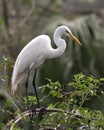 Great White Egret Photo. Picture. Image. Portrait. Close-up profile view. Bokeh background.  Perched Royalty Free Stock Photo