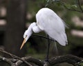 Great White Egret Photo. Picture. Image. Portrait. Close-up profile view. Bokeh background. Perched on a branch. Scratching its Royalty Free Stock Photo