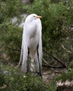 Great White Egret Photo. Picture. Image. Portrait. Close-up profile view. Foliage background. Perched. Beautiful white bird Royalty Free Stock Photo