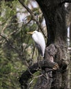 Great White Egret Photo. Picture. Image. Portrait. Close-up profile view. Bokeh background. Perched Royalty Free Stock Photo