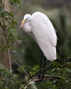 Great White Egret Photo. Picture. Image. Portrait. Close-up profile view. Perched on a branch. Bokeh background Royalty Free Stock Photo