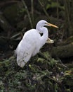 Great White Egret Photo. Picture. Image. Portrait. Close-up profile view. Bokeh background. Perched on foliage Royalty Free Stock Photo