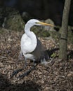 Great White Egret bird Stock Photo.  Image. Portrait. Picture. Photo Royalty Free Stock Photo