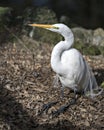 Great White Egret bird Stock Photo.  Image. Portrait. Picture. Photo Royalty Free Stock Photo