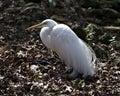 Great White Egret Stock Photos. Image. Portrait. Picture. Close-up profile view. Resting. Bokeh background