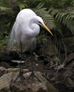 Great White Egret bird stock photo.  Image. Portrait. Picture. Close-up profile view background foliage. White color. Beautiful Royalty Free Stock Photo