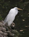 Great White Egret bird stock photo.  Image. Portrait. Picture. Close-up profile view.  Water background.  White feathers plumage. Royalty Free Stock Photo