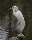 Great White Egret bird stock photo.  Image. Portrait. Picture. Close-up side profile view background water. White feathers plumage Royalty Free Stock Photo