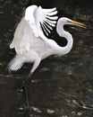 Great White Egret bird stock photo.  Image. Portrait. Picture. Close-up profile view water background. Spread wings Royalty Free Stock Photo