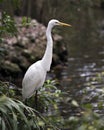 Great White Egret bird stock photo.  Great White Egret bird close-up profile view with bokeh background and foliage foreground Royalty Free Stock Photo