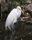 Great White Egret bird stock photo.  Image. Portrait. Picture. Close-up profile view. White color. Moss and foliage background Royalty Free Stock Photo