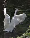 Great White Egret bird stock photo.  Image. Portrait. Picture. Close-up profile view. Water background. Spread wings Royalty Free Stock Photo