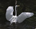 Great White Egret bird stock photo.  Image. Portrait. Picture. Close-up profile view. Water background. Spread wings Royalty Free Stock Photo