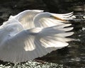 Great White Egret bird Stock Photo.  Image. Portrait. Picture. Spread wings. Stretching. Water background Royalty Free Stock Photo