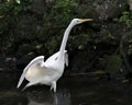 Great White Egret bird stock photo.  Image. Portrait. Picture. Close-up profile view.  Background moss rock and foliage. Spread Royalty Free Stock Photo