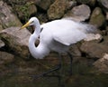 Great White Egret bird stock photo.  Image. Portrait. Picture. Close-up profile view moss rock background. Fluffy feathers plumage Royalty Free Stock Photo