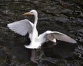 Great White Egret bird stock photo.  Image. Portrait. Picture. Close-up profile view background foliage. Spread wings. Angelic Royalty Free Stock Photo