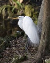 Great White Egret bird stock photo.  Great White Egret bird close-up profile view by the water with bokeh background. Picture. Royalty Free Stock Photo
