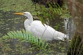 Great White Egret Bird Royalty Free Stock Photo