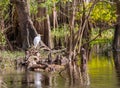 Great White Egret Bird in a Cypress Swamp
