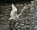 Great White Egret bird Stock Photo.  Image. Portrait. Picture. Spread wings. Stretching. Water background Royalty Free Stock Photo