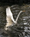 Great White Egret bird Stock Photo.  Image. Portrait. Picture. Spread wings. Stretching. Water background Royalty Free Stock Photo