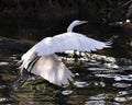 Great White Egret bird Stock Photo.  Image. Portrait. Picture. Flying bird over water. Spread wings. Stretching. Beautiful bird Royalty Free Stock Photo